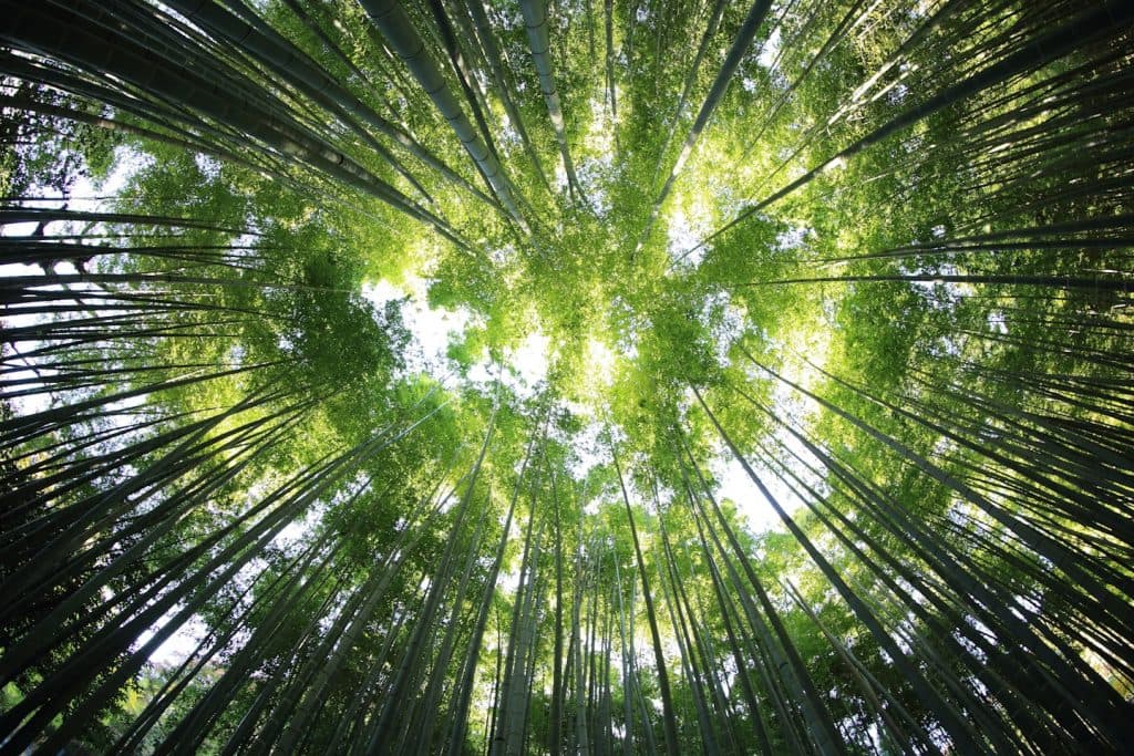 Bamboo forest